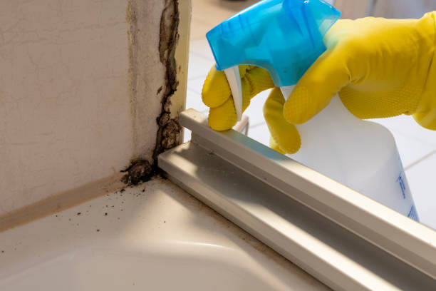 Biohazard Mold Removal in Laguna Woods, CA