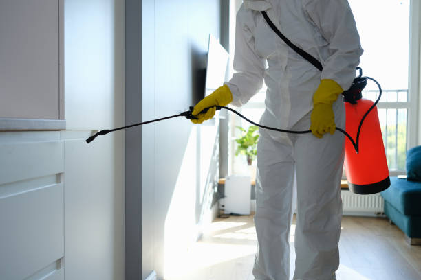 Why You Should Choose Our Mold Remediation Services in Laguna Woods, CA